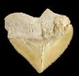 Nice Squalicorax (Crow Shark) Fossil Tooth #38417-1
